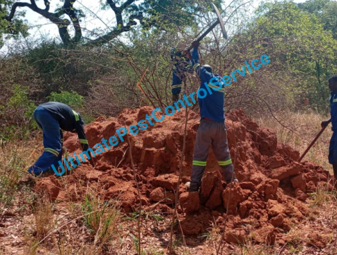 pest control in Zimbabwe service